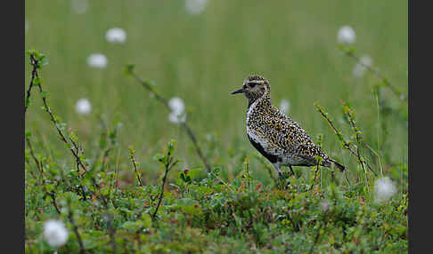 Goldregenpfeifer (Pluvialis apricaria)