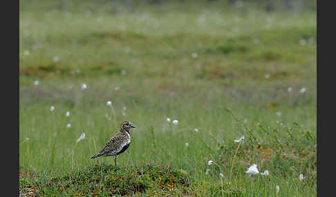 Goldregenpfeifer (Pluvialis apricaria)