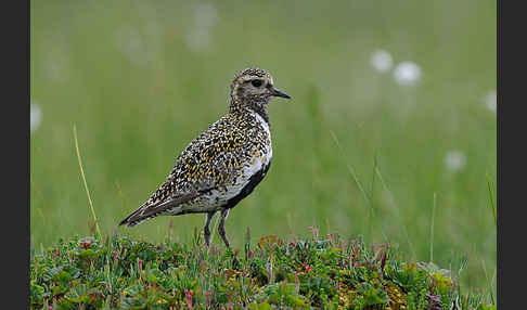 Goldregenpfeifer (Pluvialis apricaria)