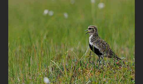 Goldregenpfeifer (Pluvialis apricaria)