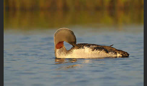 Sterntaucher (Gavia stellata)