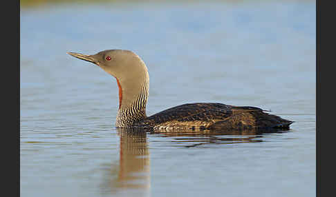 Sterntaucher (Gavia stellata)