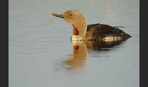 Sterntaucher (Gavia stellata)