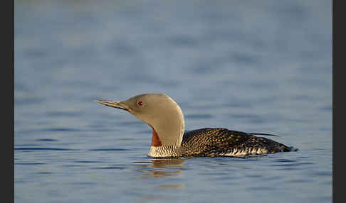 Sterntaucher (Gavia stellata)