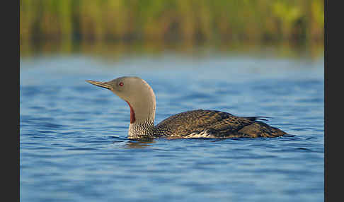 Sterntaucher (Gavia stellata)