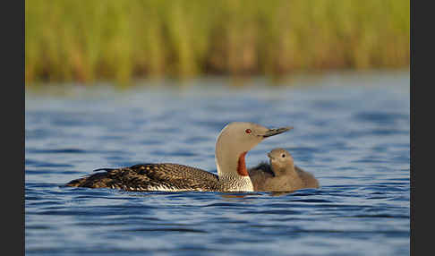 Sterntaucher (Gavia stellata)