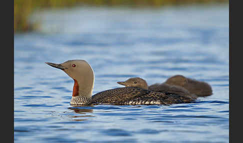 Sterntaucher (Gavia stellata)