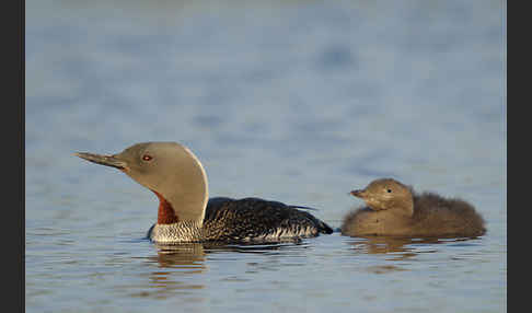 Sterntaucher (Gavia stellata)