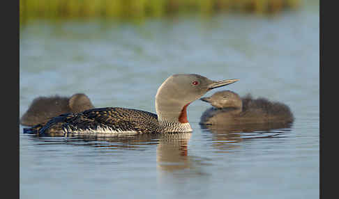 Sterntaucher (Gavia stellata)