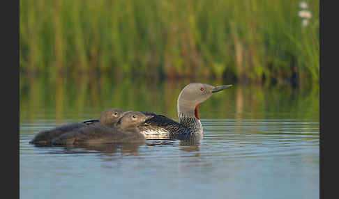 Sterntaucher (Gavia stellata)