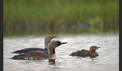 Sterntaucher (Gavia stellata)