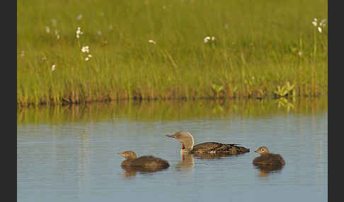 Sterntaucher (Gavia stellata)