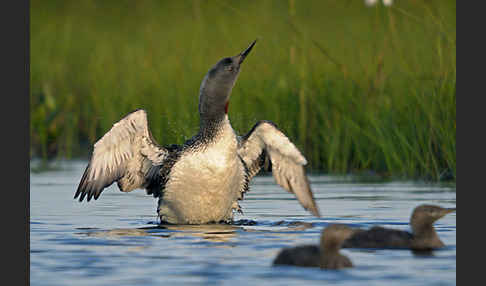 Sterntaucher (Gavia stellata)