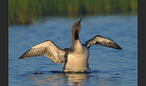 Sterntaucher (Gavia stellata)