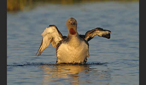 Sterntaucher (Gavia stellata)