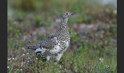 Alpenschneehuhn (Lagopus mutus)