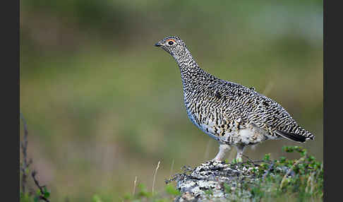 Alpenschneehuhn (Lagopus mutus)