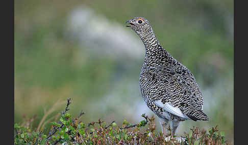 Alpenschneehuhn (Lagopus mutus)