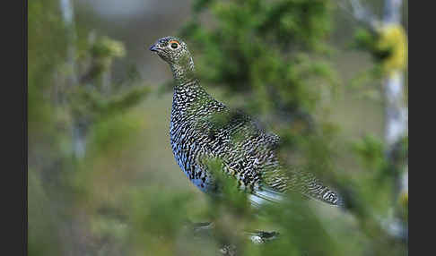 Alpenschneehuhn (Lagopus mutus)