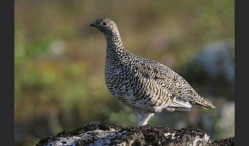 Alpenschneehuhn (Lagopus mutus)