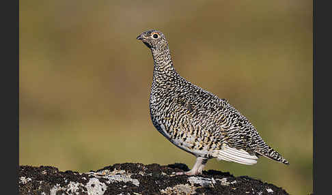 Alpenschneehuhn (Lagopus mutus)