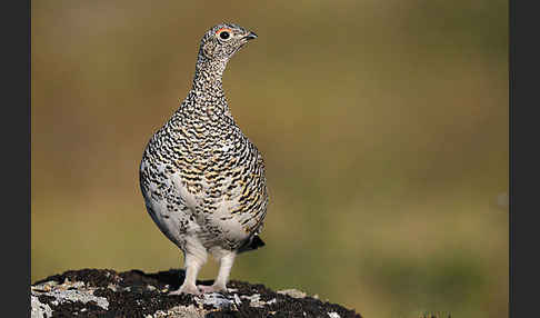 Alpenschneehuhn (Lagopus mutus)