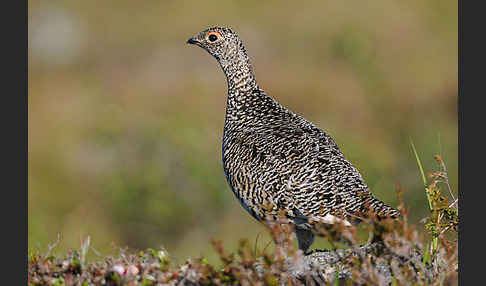 Alpenschneehuhn (Lagopus mutus)