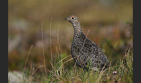 Alpenschneehuhn (Lagopus mutus)