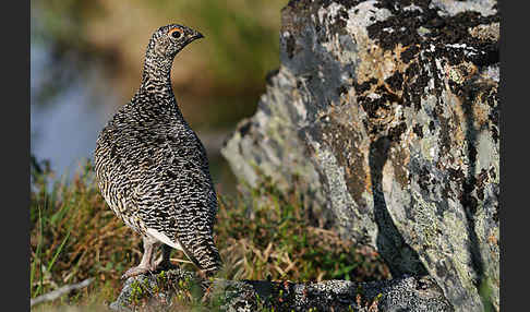 Alpenschneehuhn (Lagopus mutus)