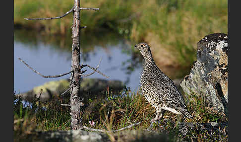 Alpenschneehuhn (Lagopus mutus)