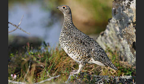 Alpenschneehuhn (Lagopus mutus)