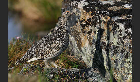 Alpenschneehuhn (Lagopus mutus)