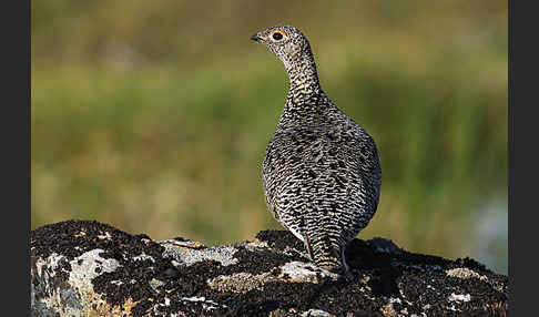 Alpenschneehuhn (Lagopus mutus)