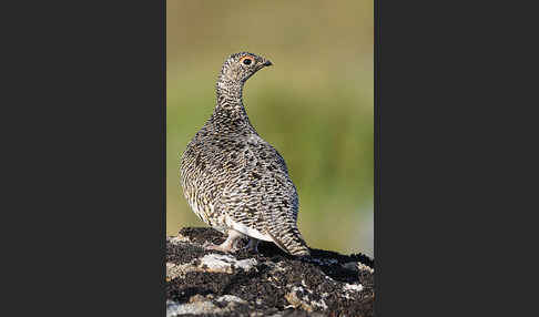 Alpenschneehuhn (Lagopus mutus)