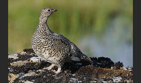 Alpenschneehuhn (Lagopus mutus)