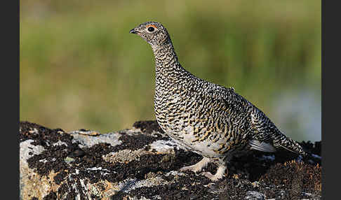 Alpenschneehuhn (Lagopus mutus)