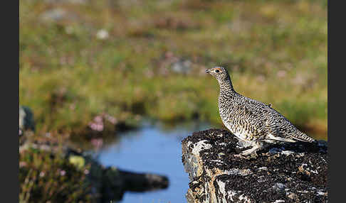 Alpenschneehuhn (Lagopus mutus)