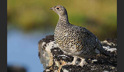 Alpenschneehuhn (Lagopus mutus)