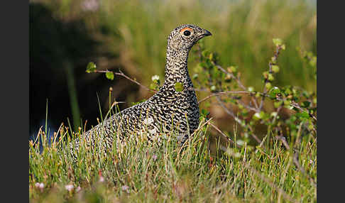 Alpenschneehuhn (Lagopus mutus)