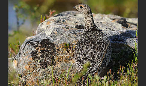 Alpenschneehuhn (Lagopus mutus)