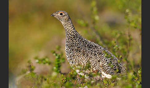 Alpenschneehuhn (Lagopus mutus)