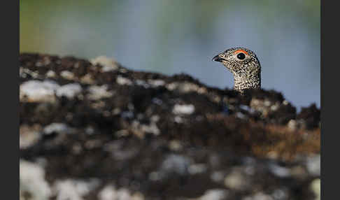 Alpenschneehuhn (Lagopus mutus)