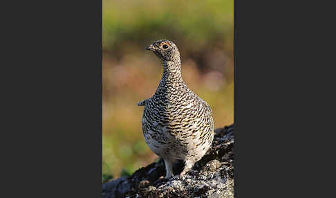 Alpenschneehuhn (Lagopus mutus)