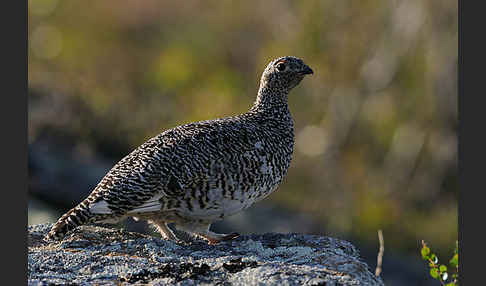 Alpenschneehuhn (Lagopus mutus)