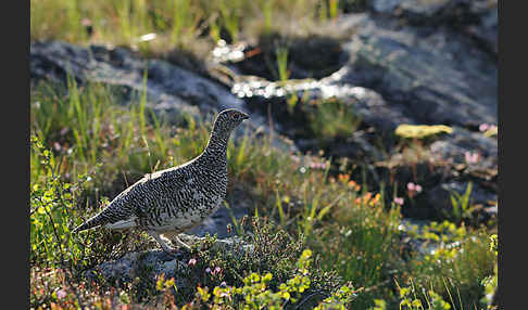 Alpenschneehuhn (Lagopus mutus)