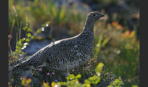 Alpenschneehuhn (Lagopus mutus)