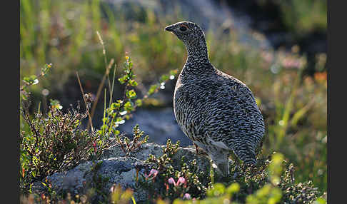 Alpenschneehuhn (Lagopus mutus)