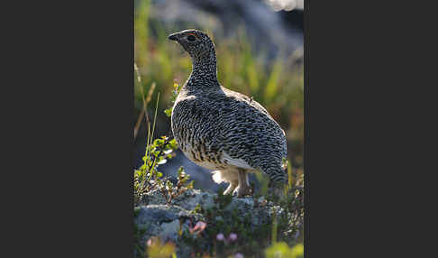 Alpenschneehuhn (Lagopus mutus)