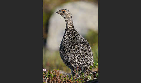 Alpenschneehuhn (Lagopus mutus)