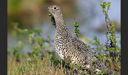 Alpenschneehuhn (Lagopus mutus)